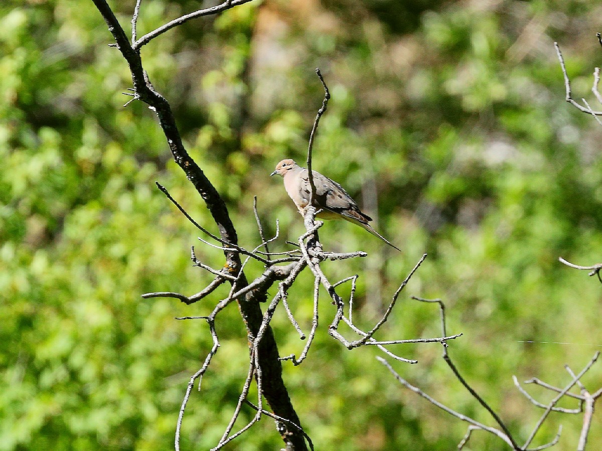 Mourning Dove - ML235625201