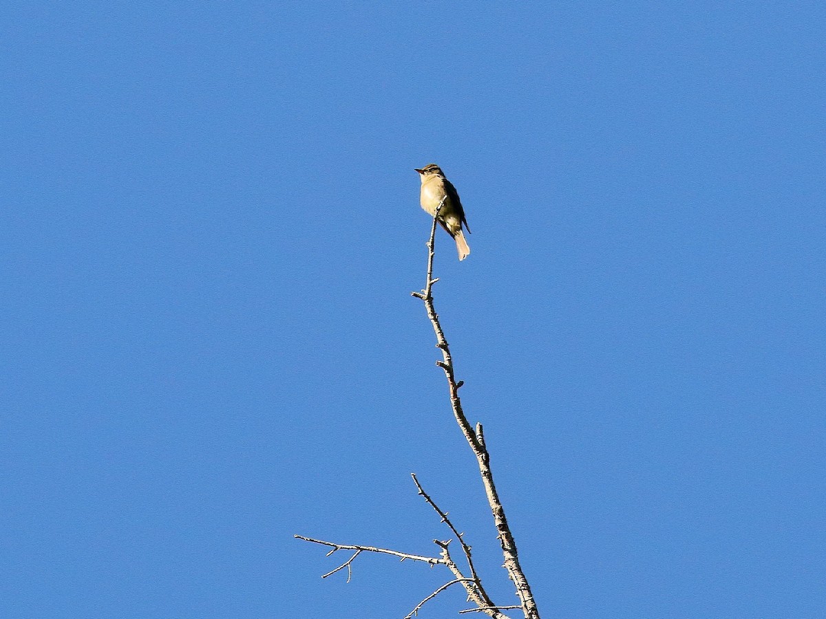 Western Wood-Pewee - ML235625401