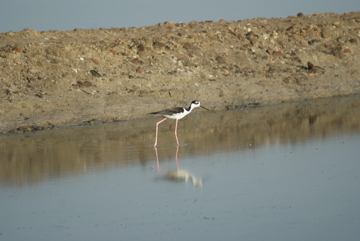 Black-necked Stilt - Nestor Herrera