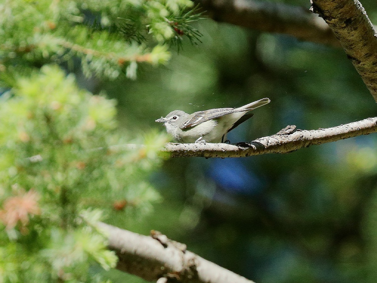 Plumbeous Vireo - ML235625421