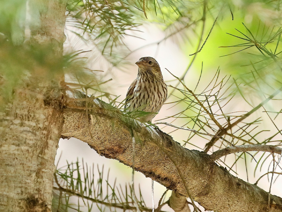 Cassin's Finch - Bob Walker