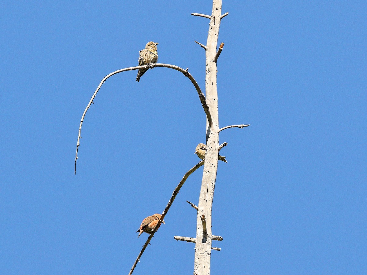 Red Crossbill - Bob Walker