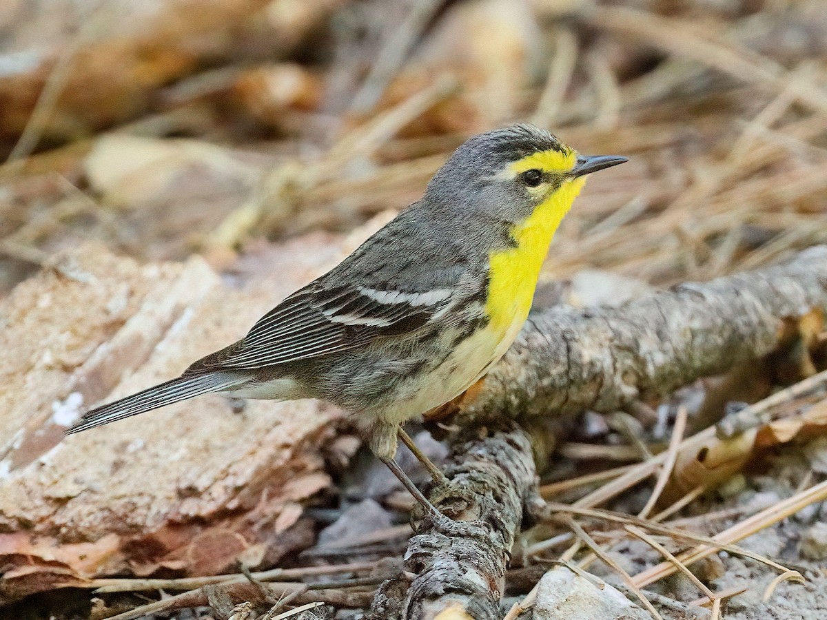 Grace's Warbler - ML235625801