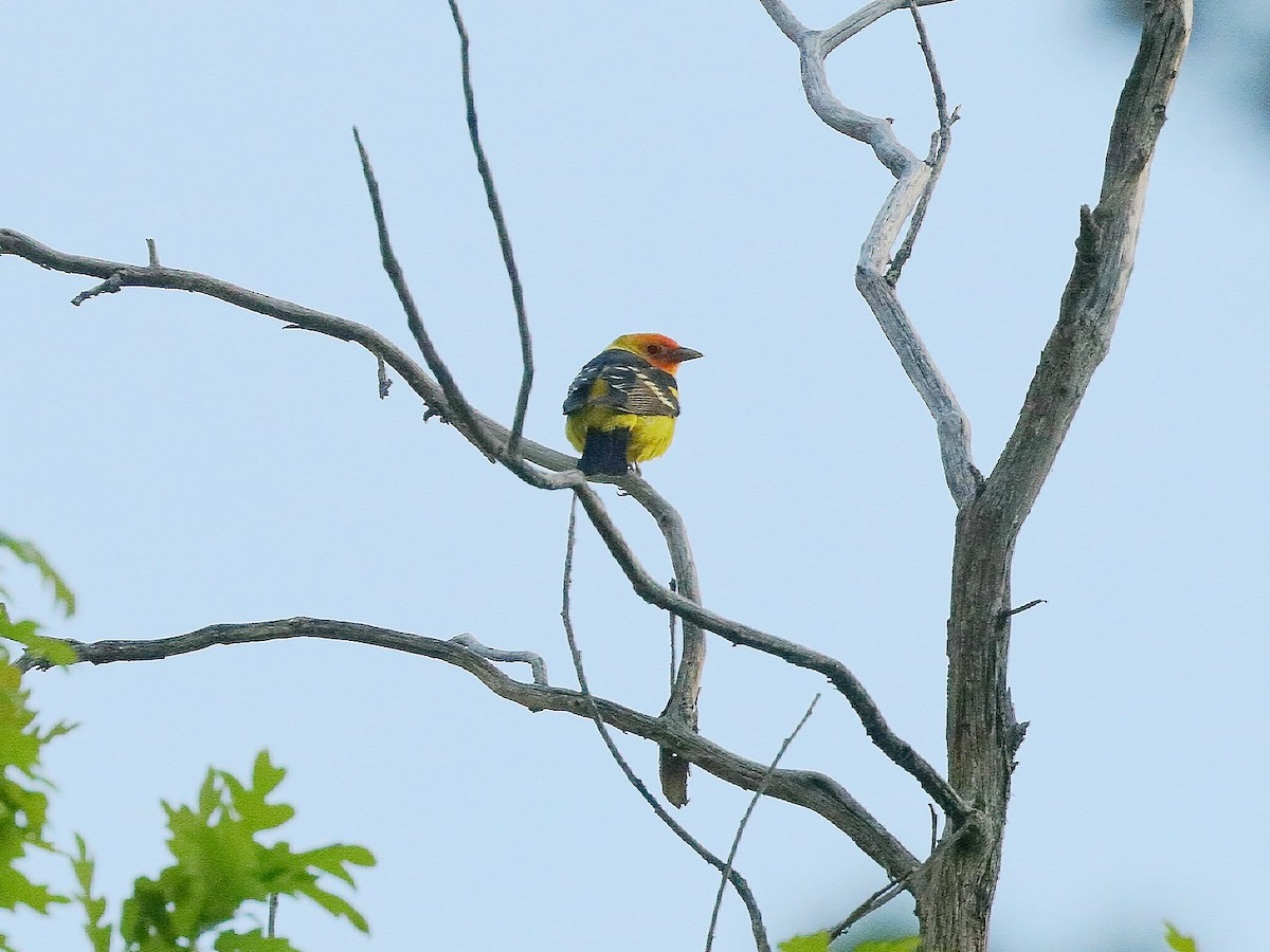 Western Tanager - Bob Walker