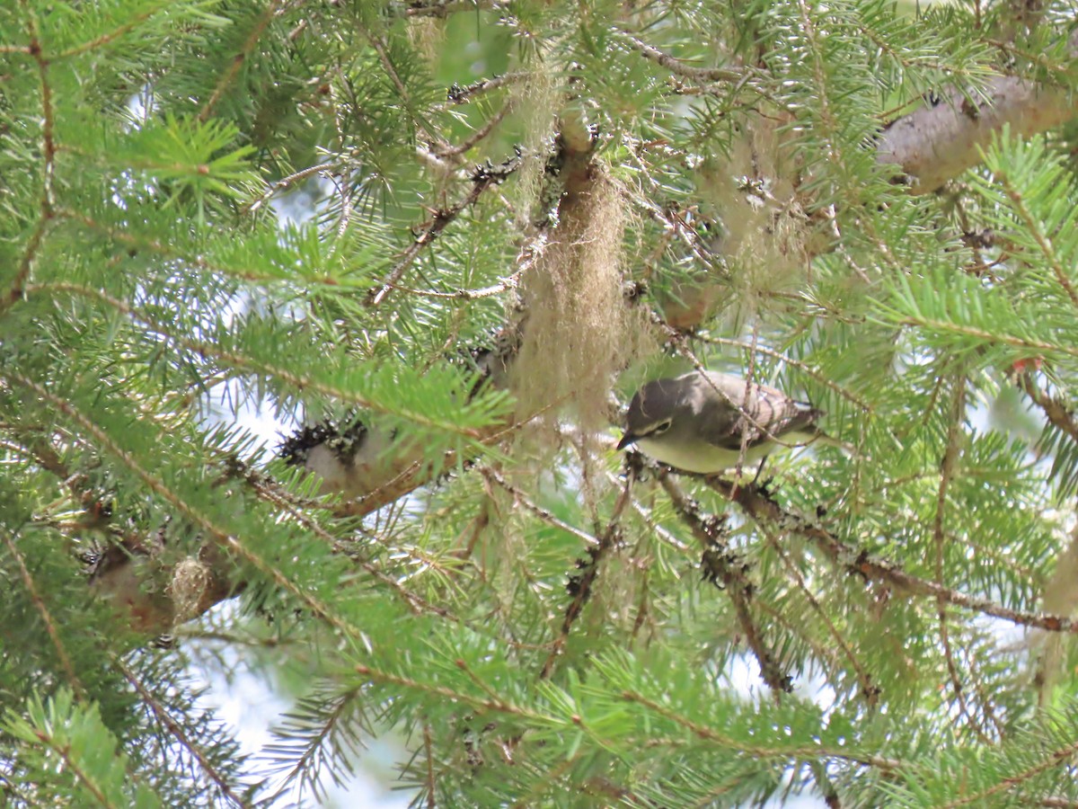 Cassin's Vireo - ML235627281