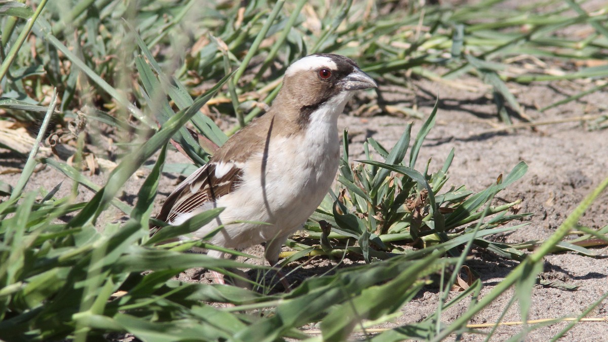 White-browed Sparrow-Weaver - ML23562731