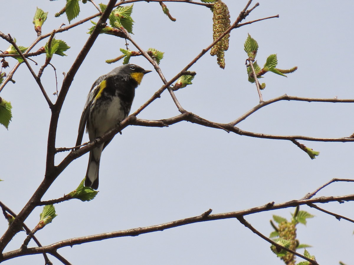 Yellow-rumped Warbler (Audubon's) - ML235627751