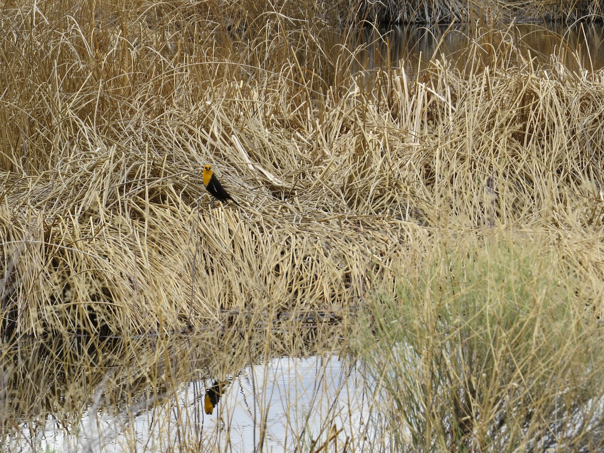 Yellow-headed Blackbird - ML235628501