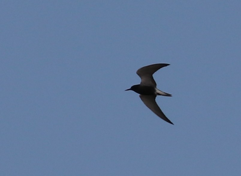 Black Tern - K Dean Edwards