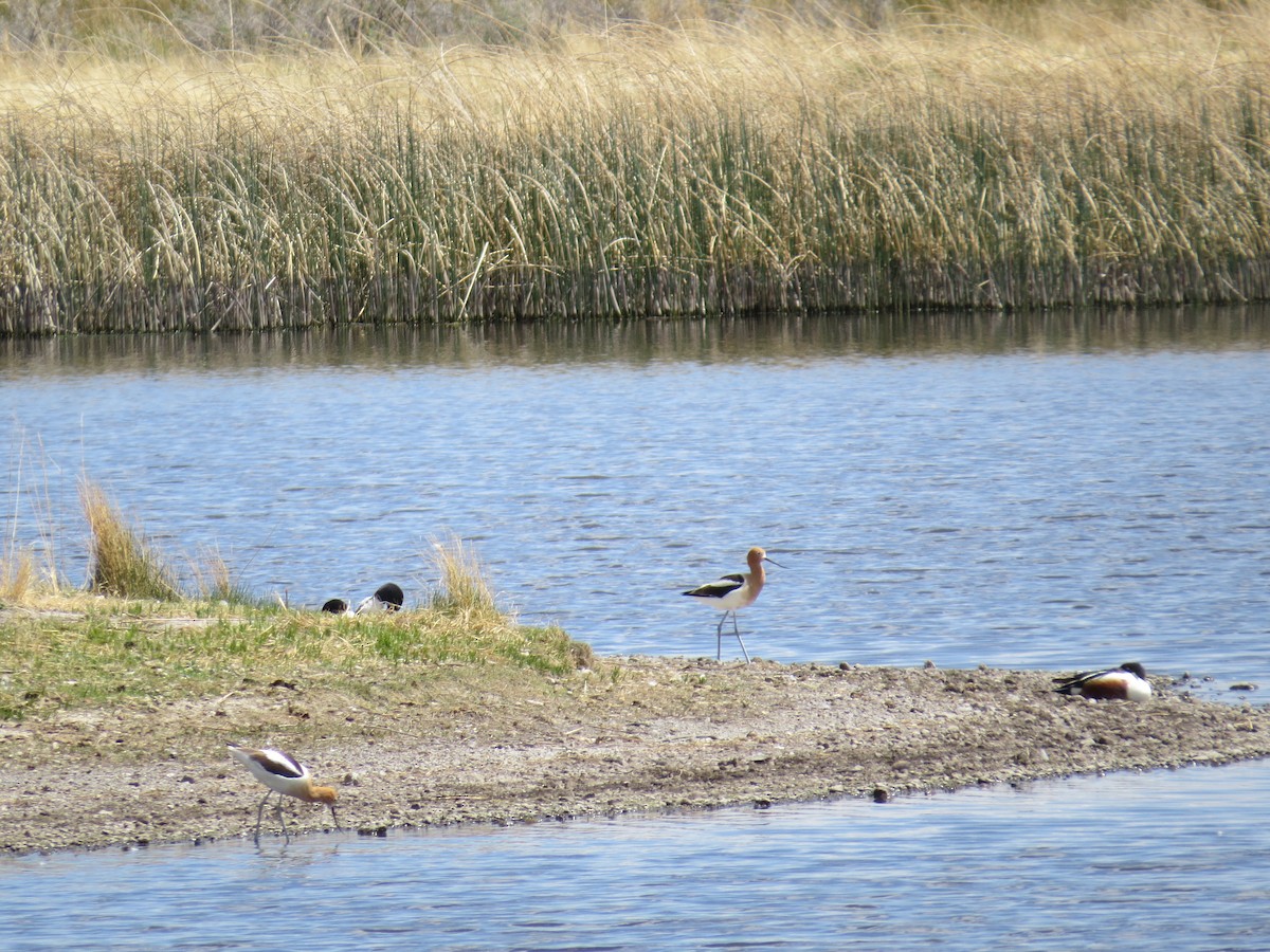 American Avocet - ML235628711