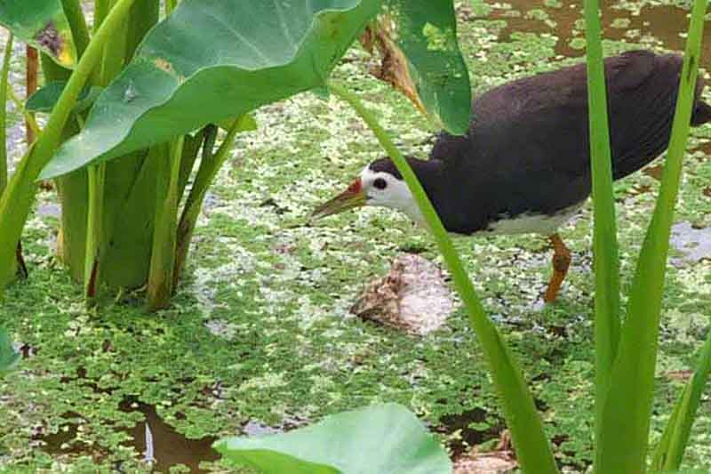 White-breasted Waterhen - Michael Lynch