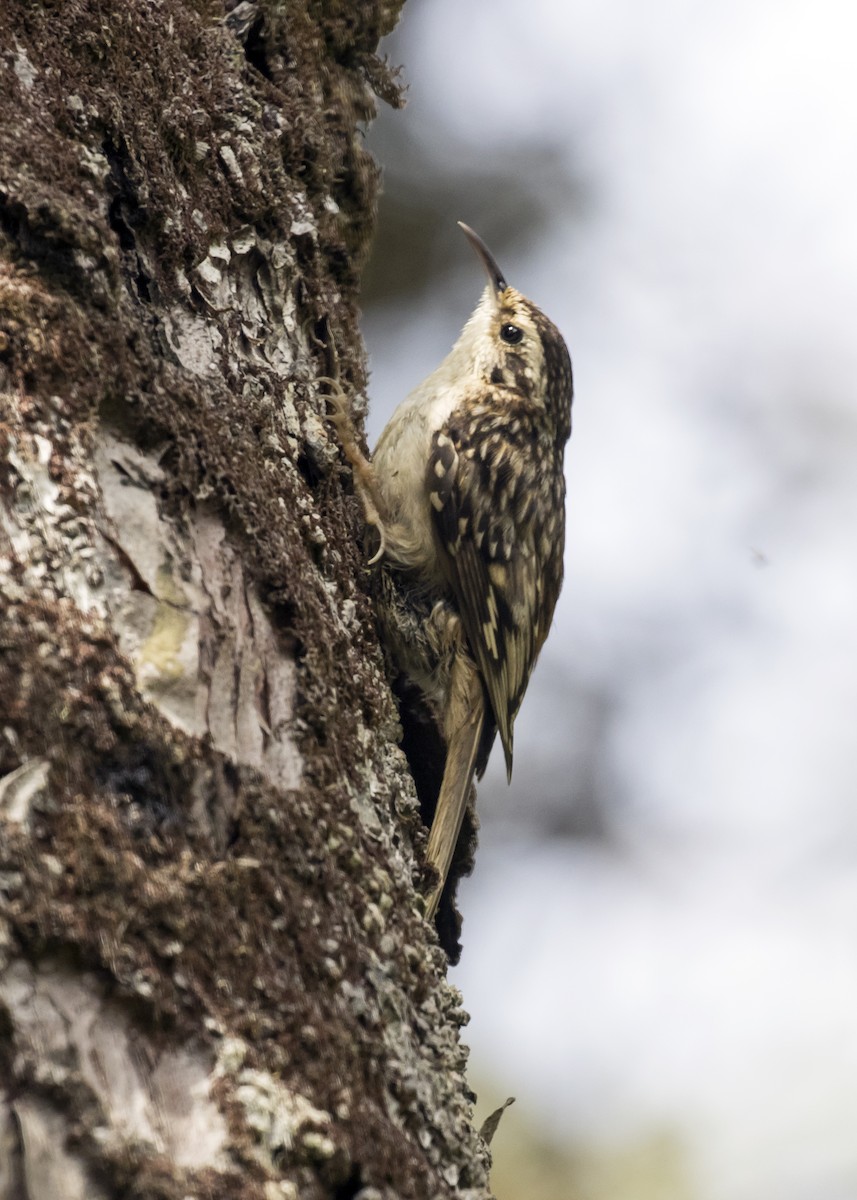 Brown Creeper - ML235630641