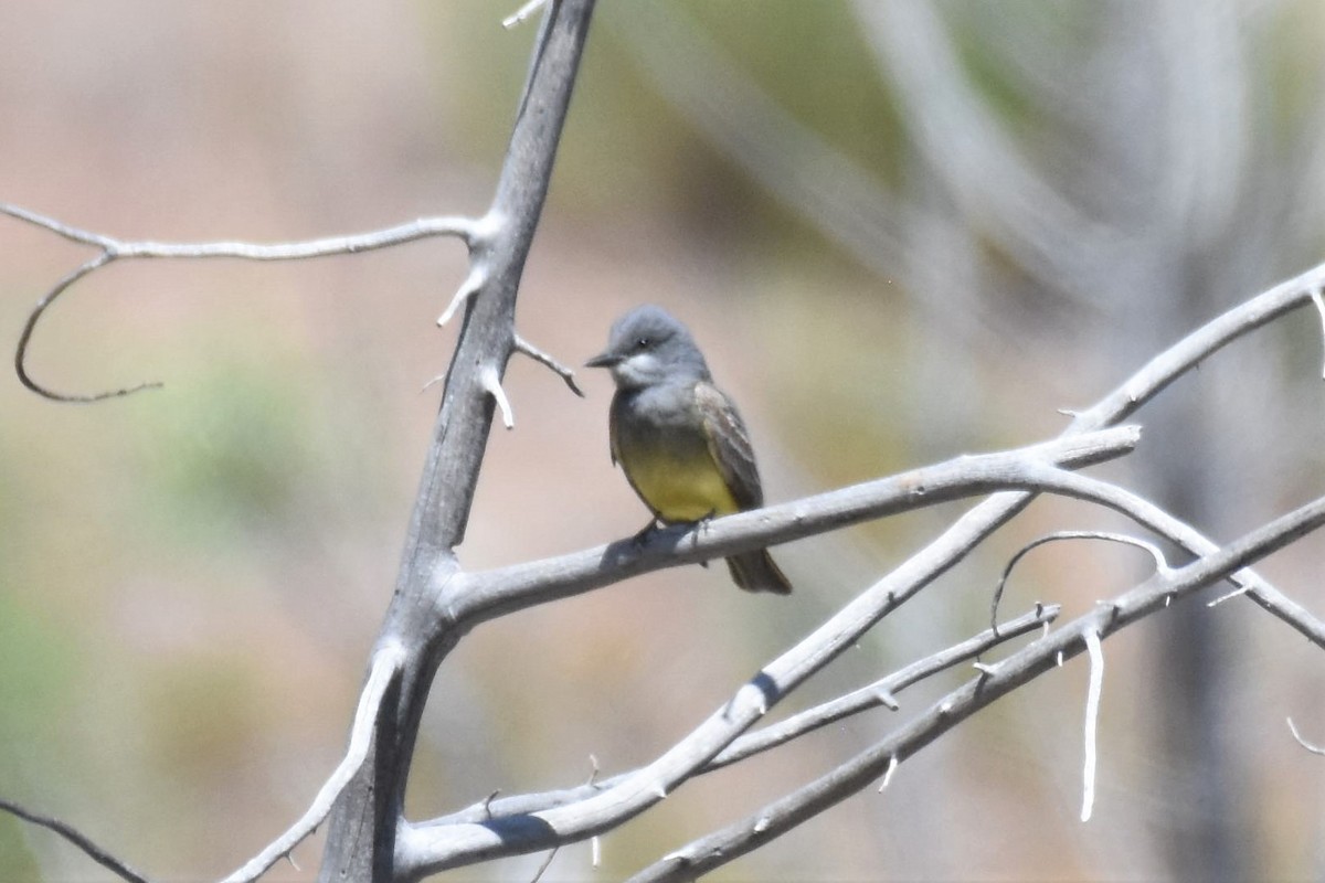 Cassin's Kingbird - James Hoffman