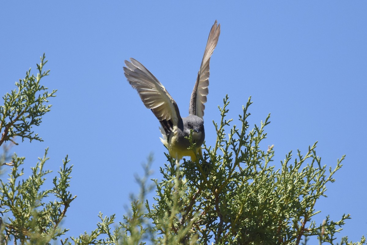 Cassin's Kingbird - James Hoffman