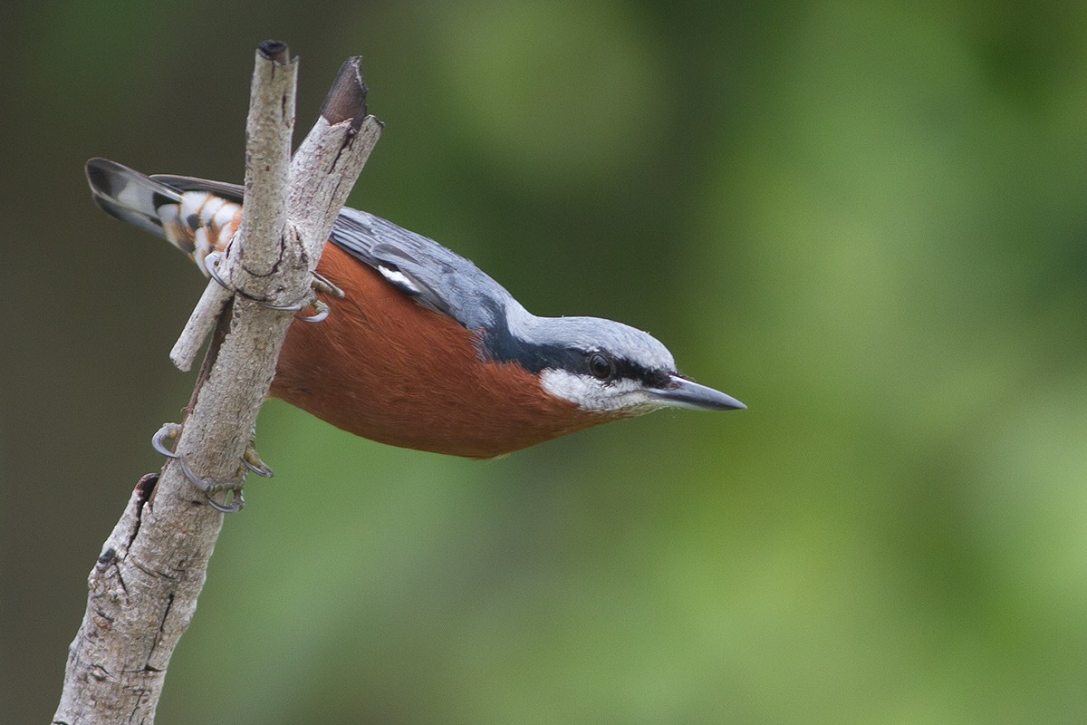 Chestnut-bellied Nuthatch - ML235632201