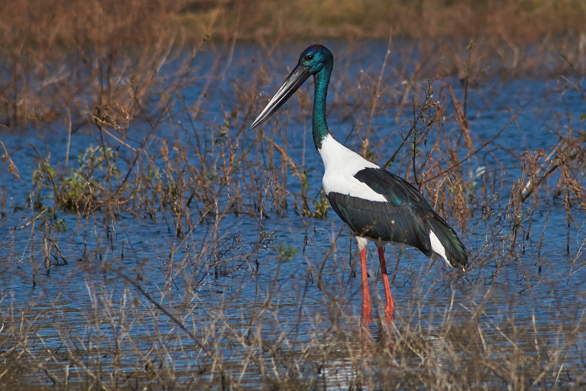 Black-necked Stork - ML235632431