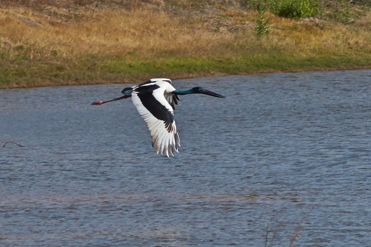 svarthalsstork - ML235632621