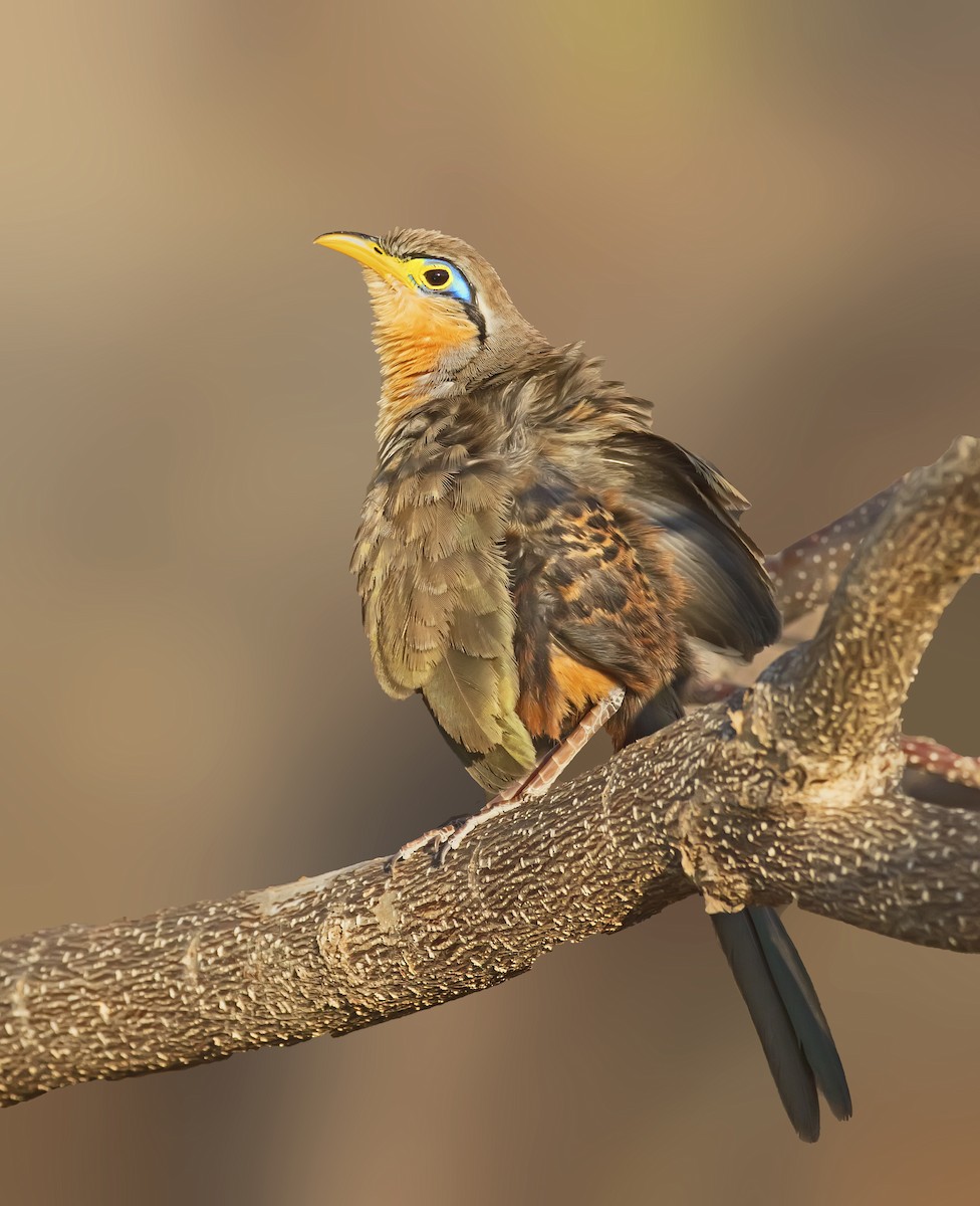 Lesser Ground-Cuckoo - Greg Homel