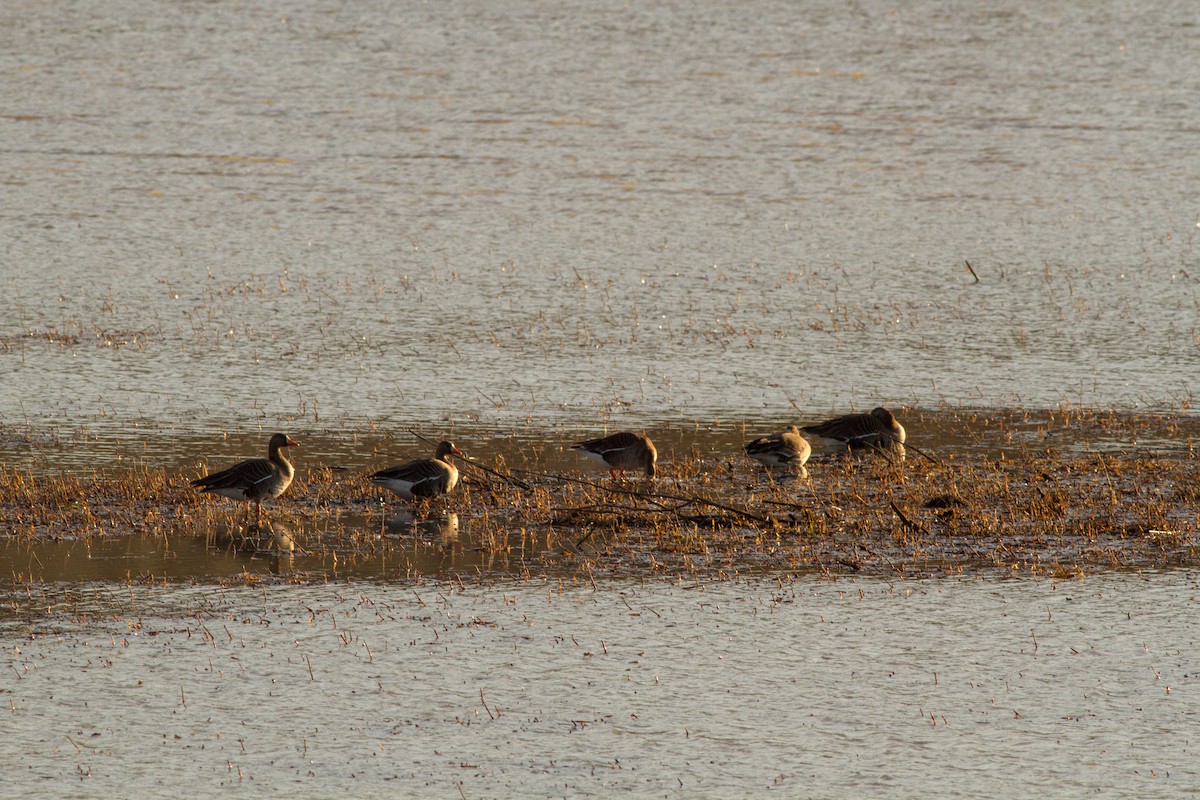 Greater White-fronted Goose - ML235633391