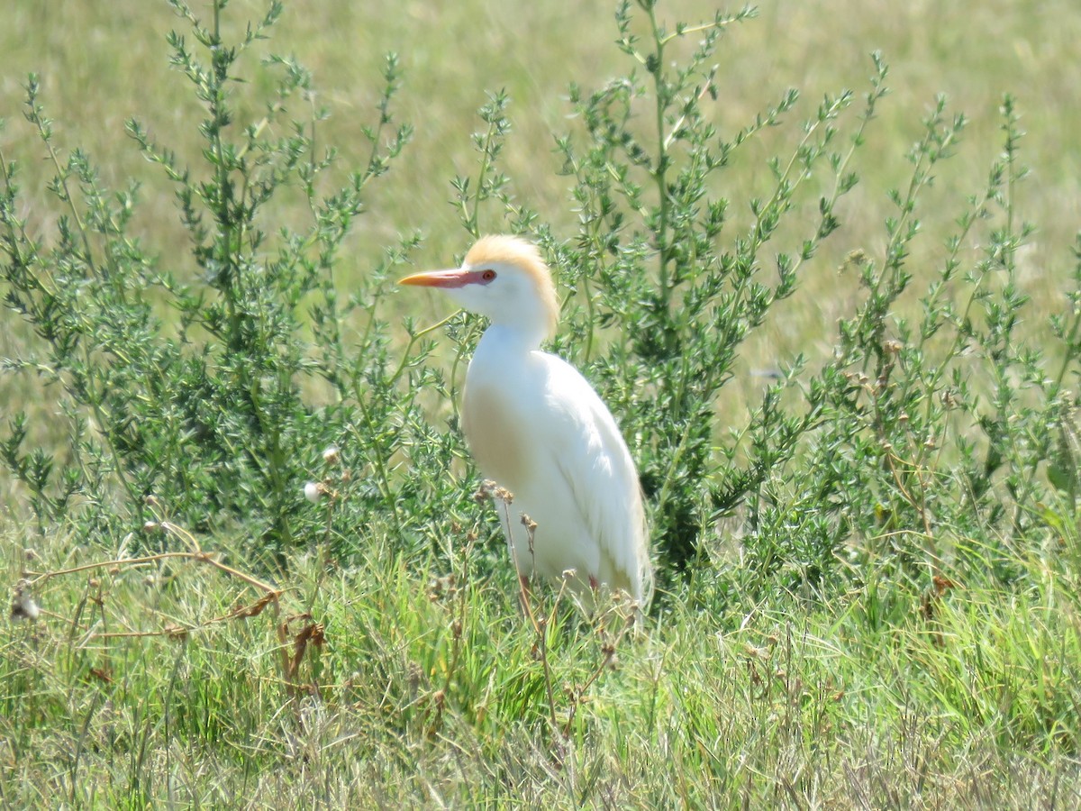 Western Cattle Egret - Becky Turley