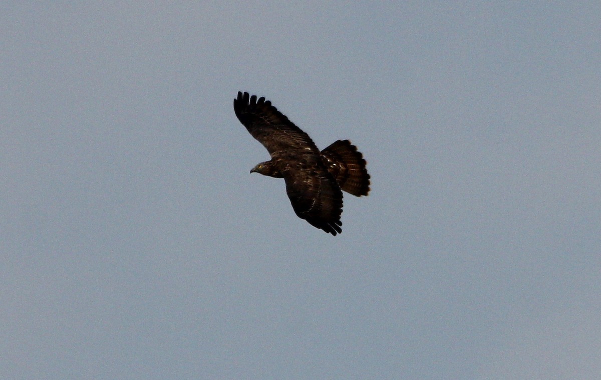 European Honey-buzzard - ML235633491