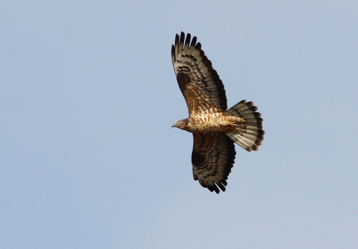 European Honey-buzzard - ML235633521