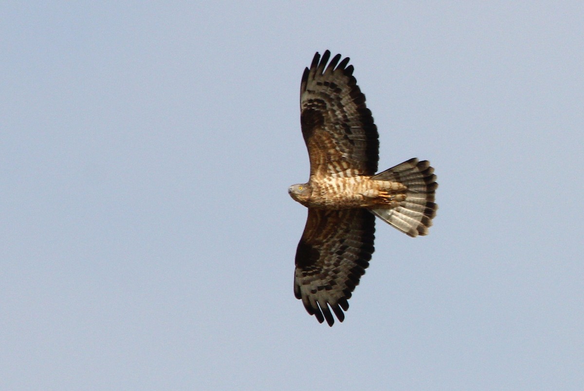 European Honey-buzzard - ML235633531