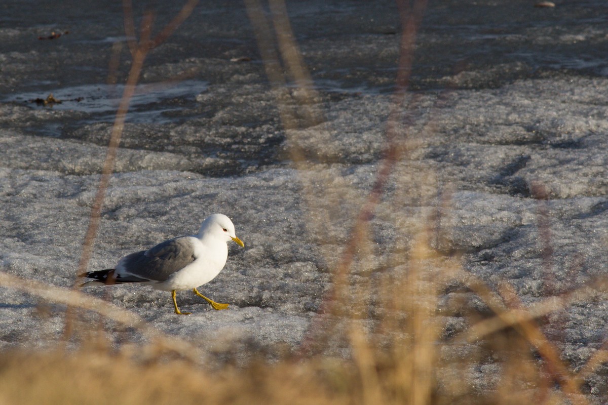 Short-billed Gull - ML235634411