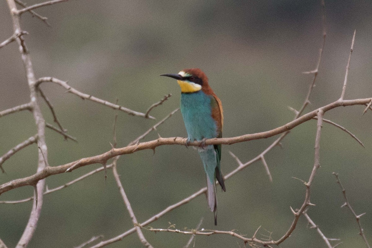 European Bee-eater - ML235634871