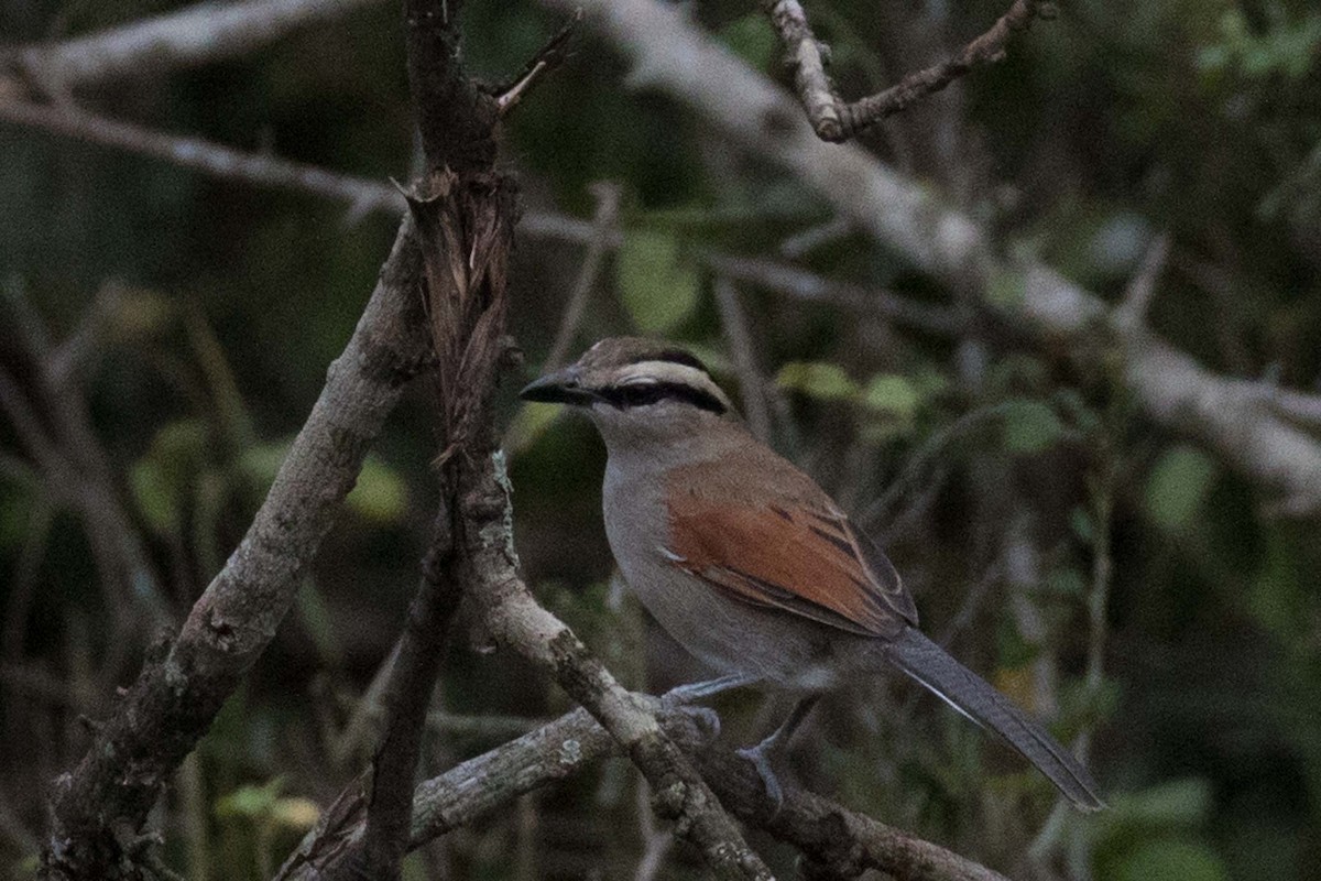 Brown-crowned Tchagra - ML235634981