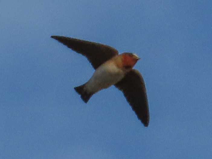 Cliff Swallow - ML235635021