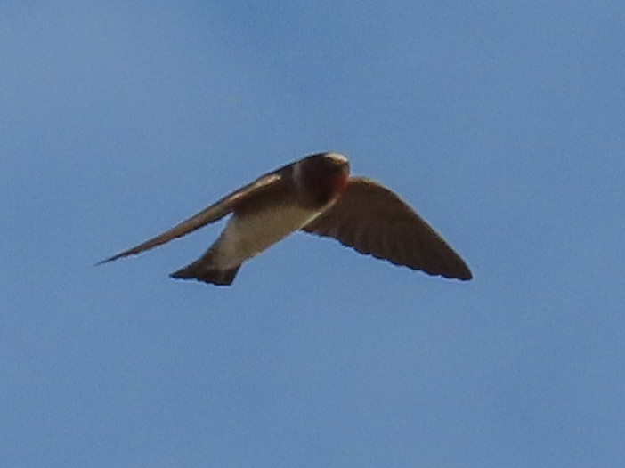 Cliff Swallow - ML235635041