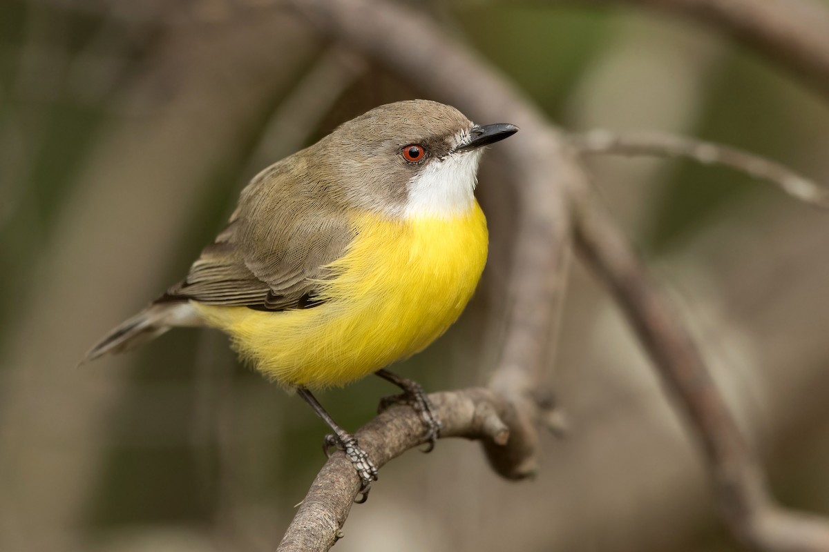 White-throated Gerygone - ML235635831