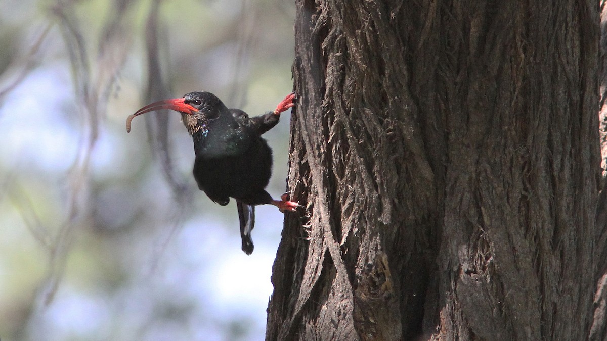 Green Woodhoopoe - ML23563611