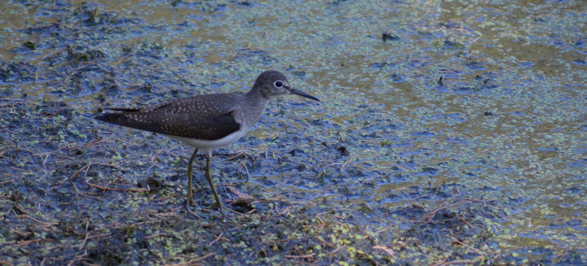 Solitary Sandpiper - ML235636411