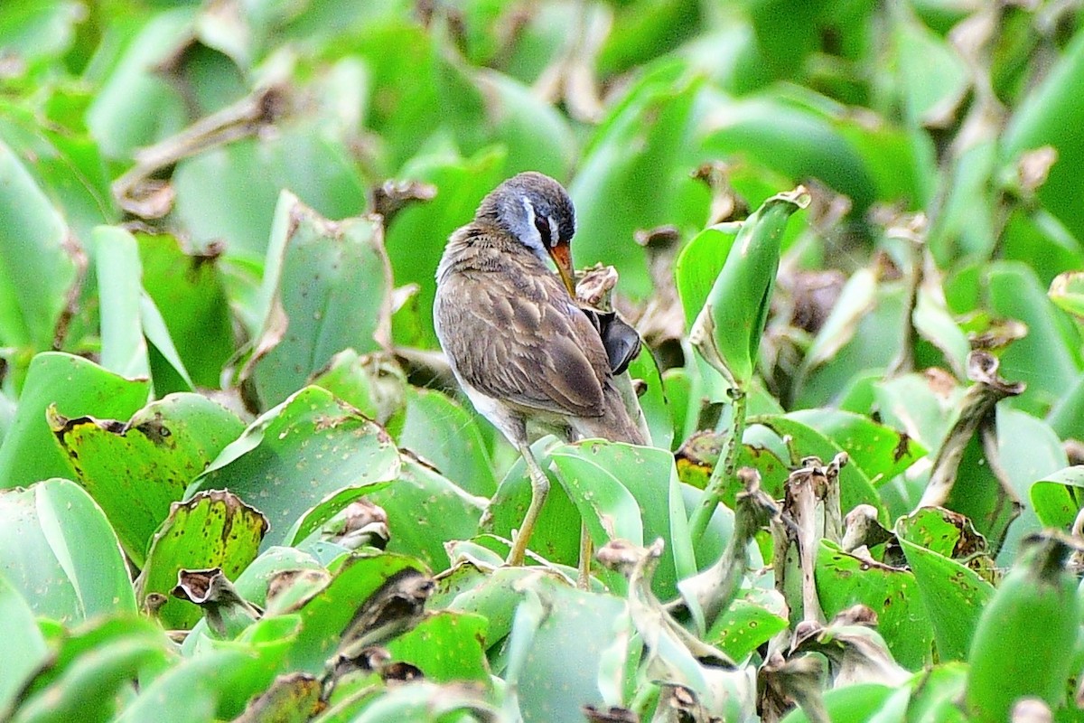 White-browed Crake - Jay Wu