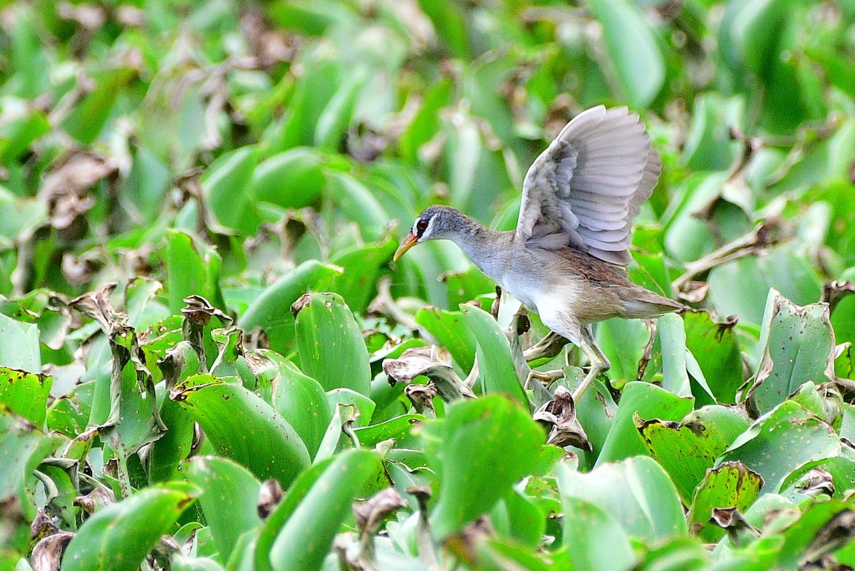 White-browed Crake - Jay Wu