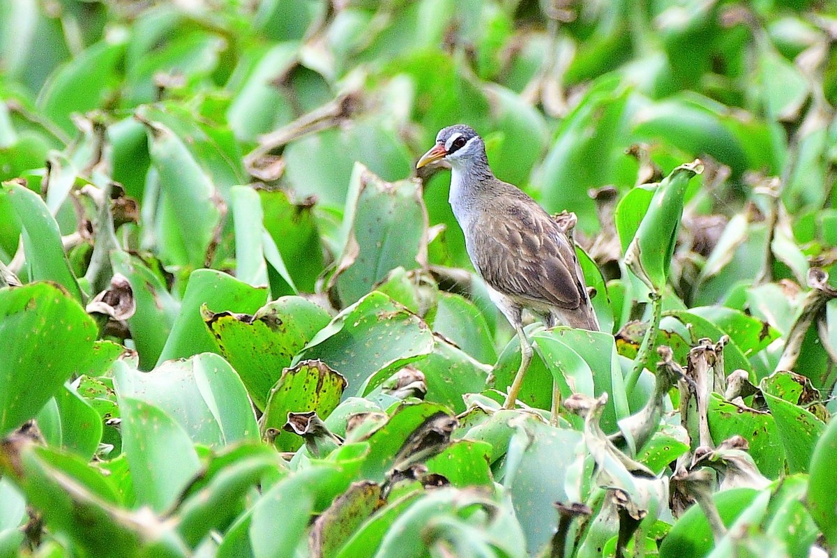 White-browed Crake - Jay Wu