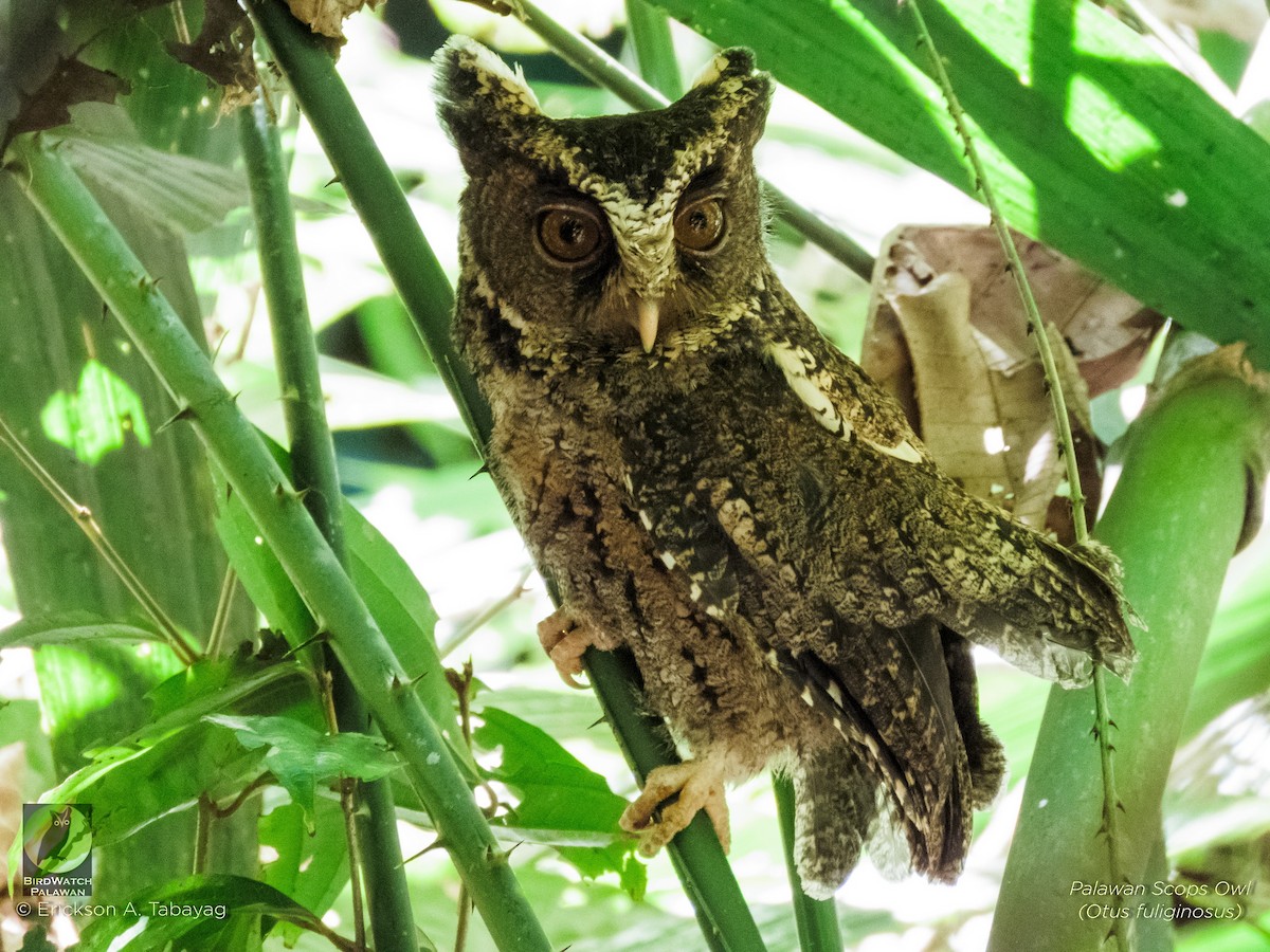 Palawan Scops-Owl - Erickson Tabayag