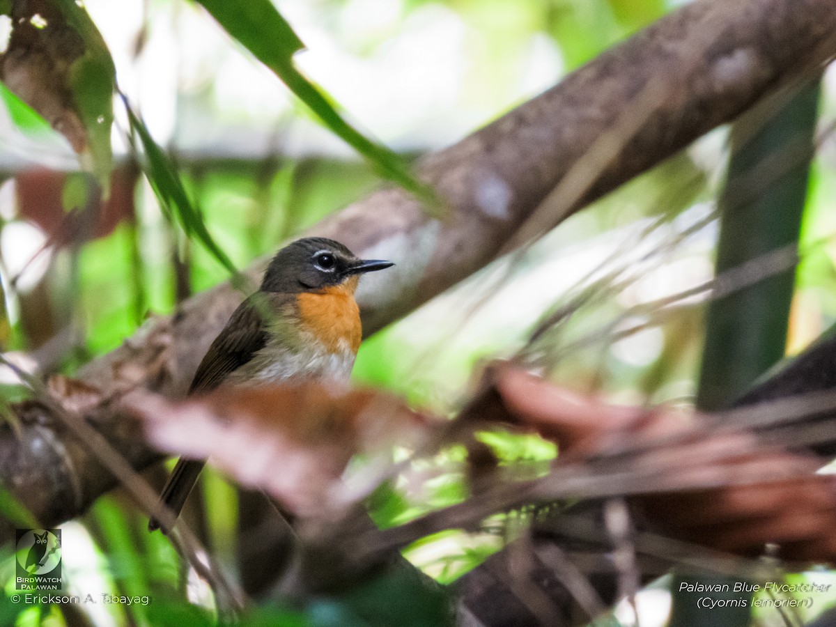 Palawan Blue Flycatcher - ML235636981