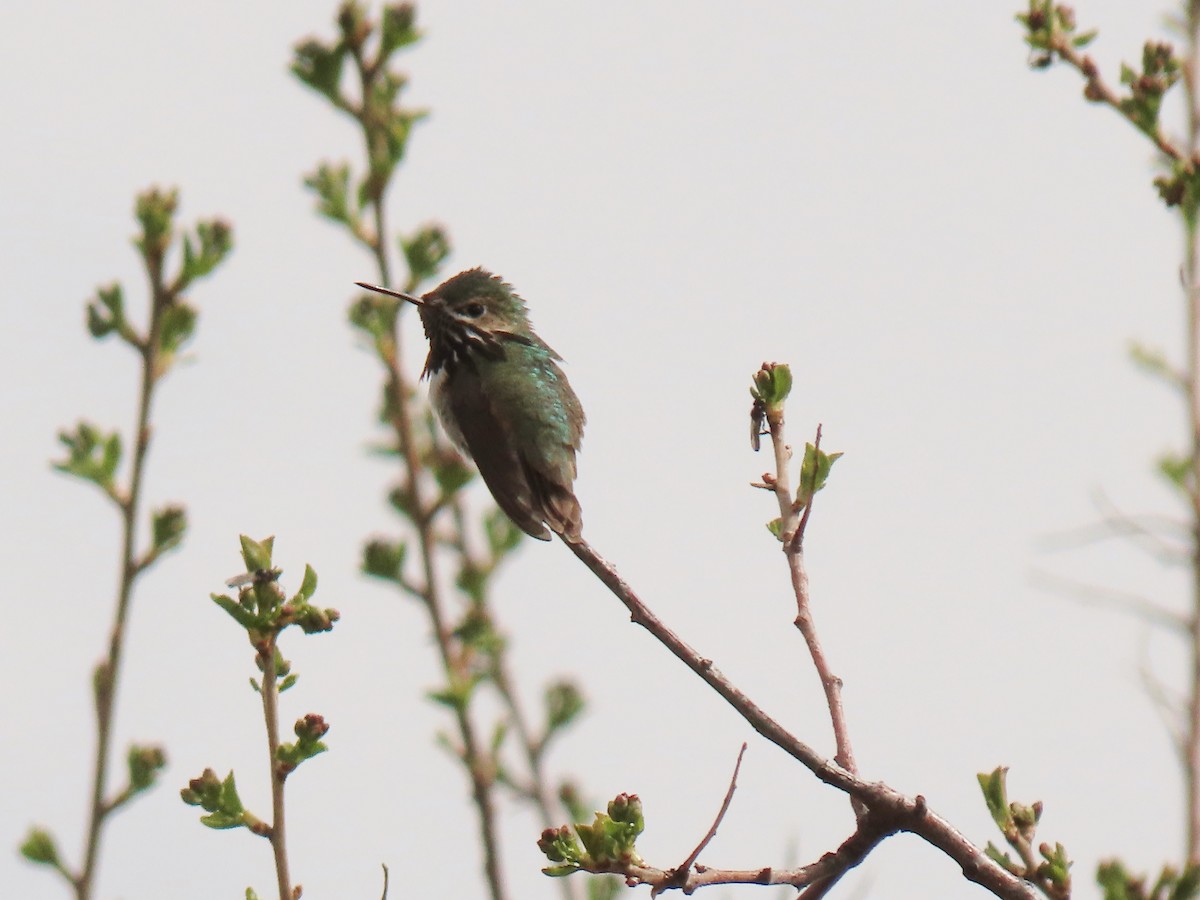 Calliope Hummingbird - ML235637331