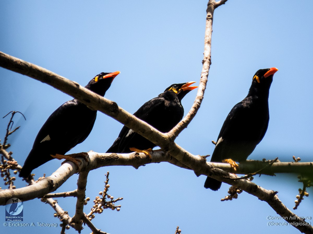 Common Hill Myna - Erickson Tabayag