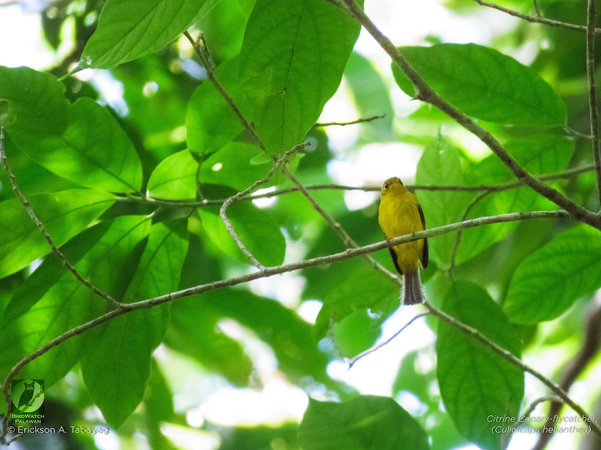 Gobemoustique canari - ML235638201