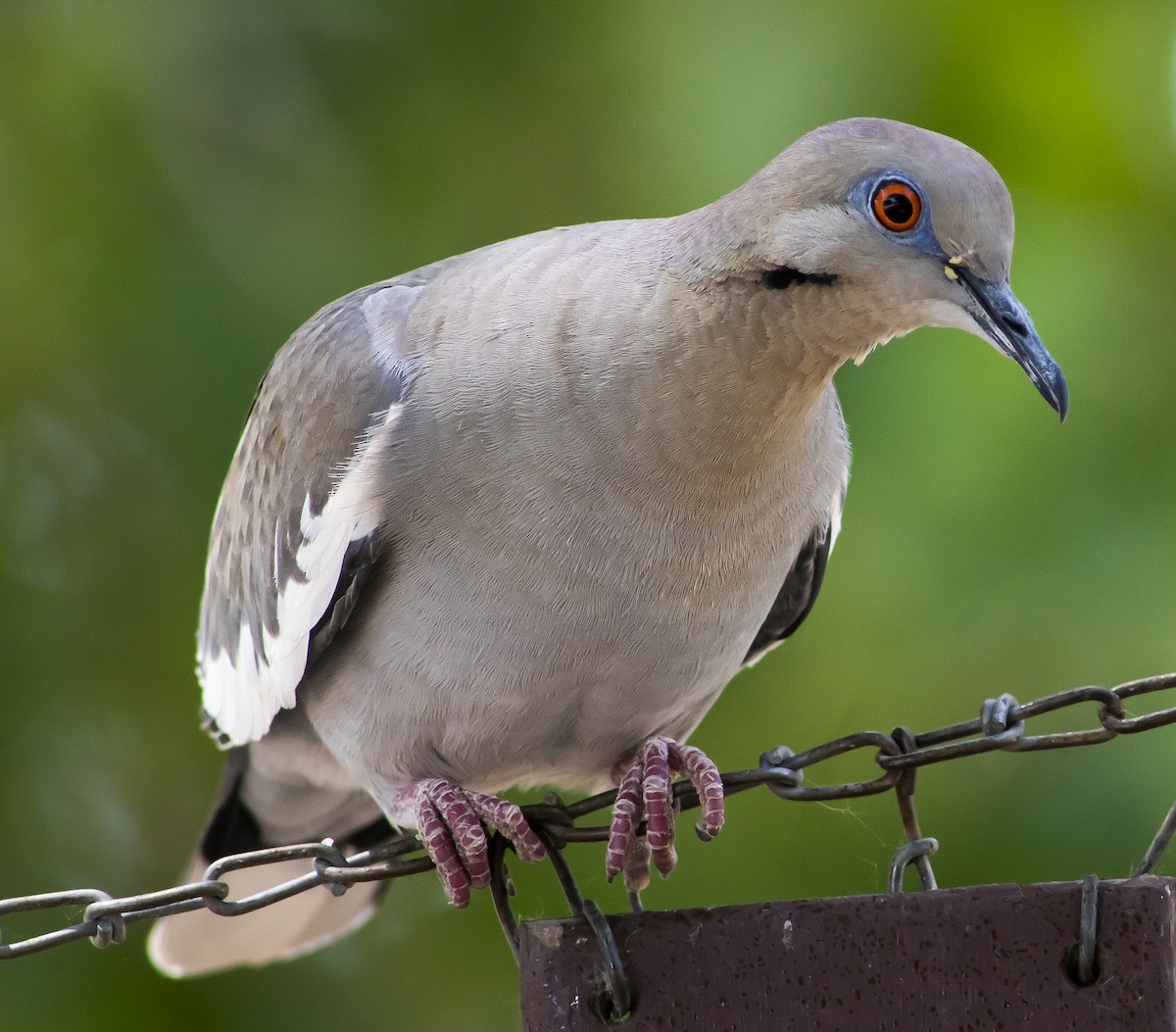 White-winged Dove - Anonymous