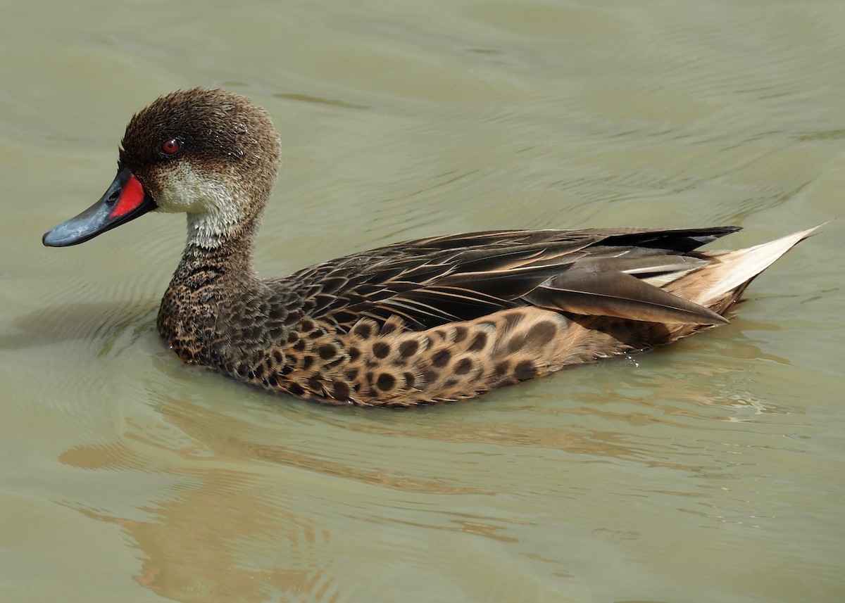 White-cheeked Pintail - ML235638511