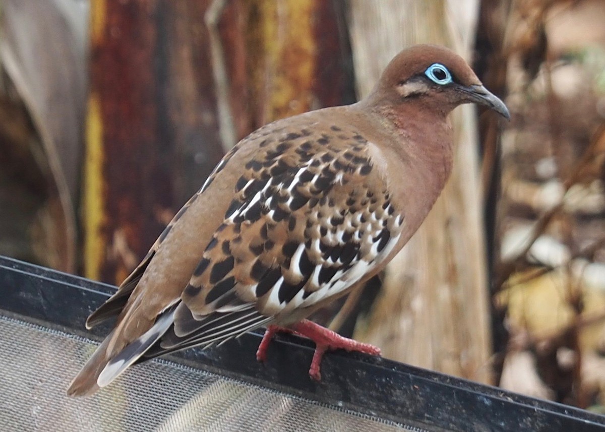 Galapagos Dove - ML235638611