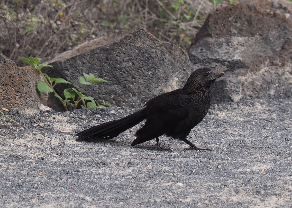 Smooth-billed Ani - ML235638641