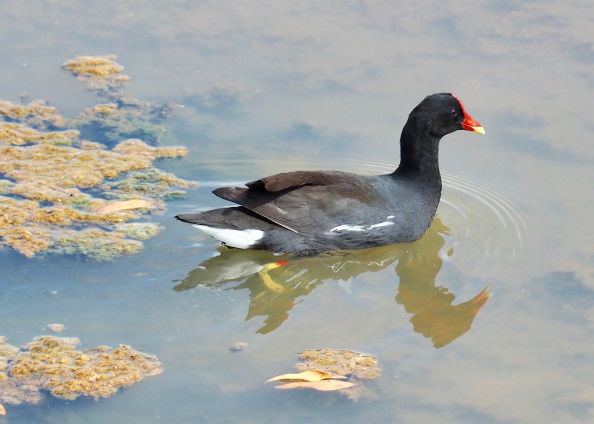 Common Gallinule - ML235638701