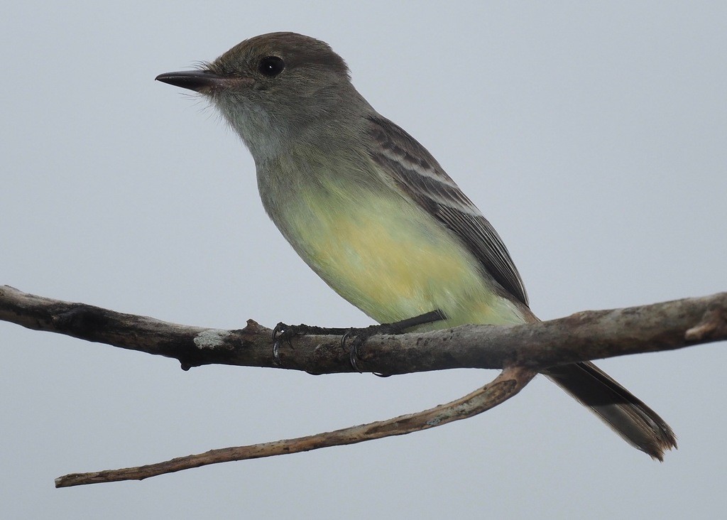 Galapagos Flycatcher - ML235638871