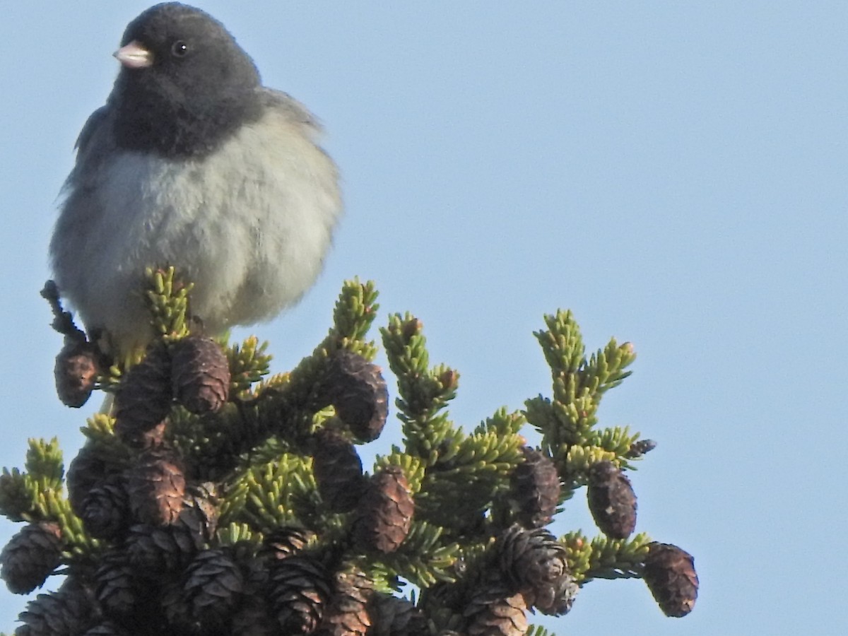 Dark-eyed Junco - Laura Burke